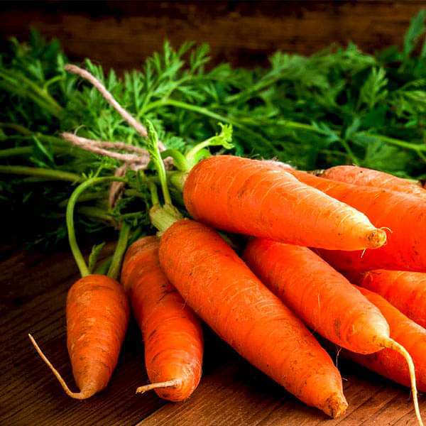 Carrot Early Nantes Vegetable Seeds